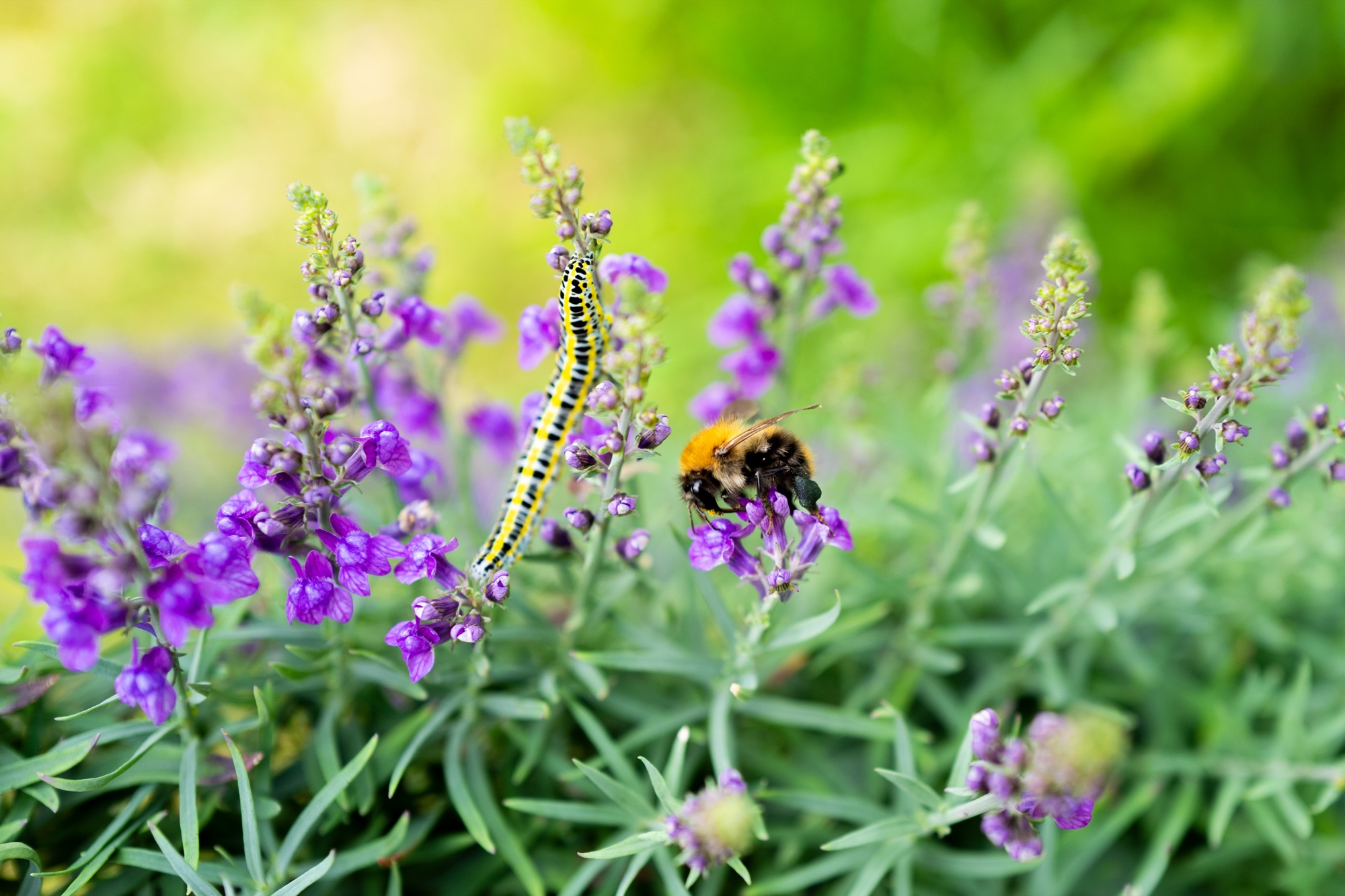 A bumblebee among purple flowers